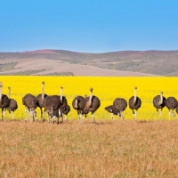 4th Battalion 82nd Airbourne Ostrich Division