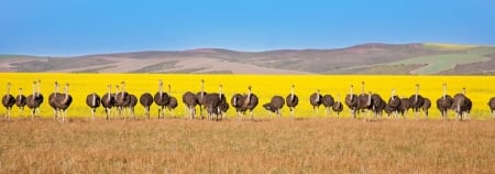 4th Battalion 82nd Airbourne Ostrich Division - straight line, hills, yellow and sand ground, flock, ostriches