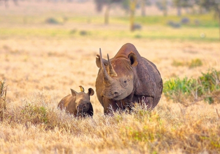 Rare White Rhino, mother and calf - dead grass, rhino calf, rhino, grey skin