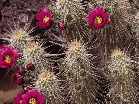 FLOWERING CACTUS - flowering, image, cactus, plant