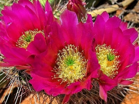 CACTUS FLOWERS - CACTUS, PLANT, IMAGE, FLOWERS