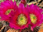 CACTUS FLOWERS