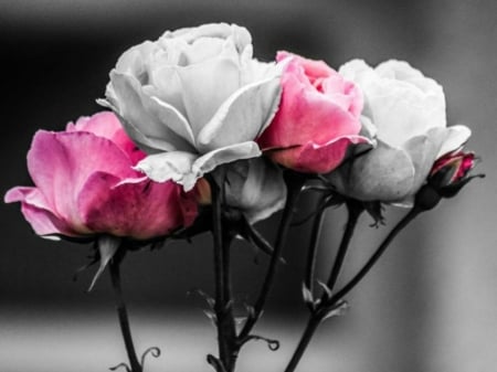 TWO COLOURS - image, two, colours, roses