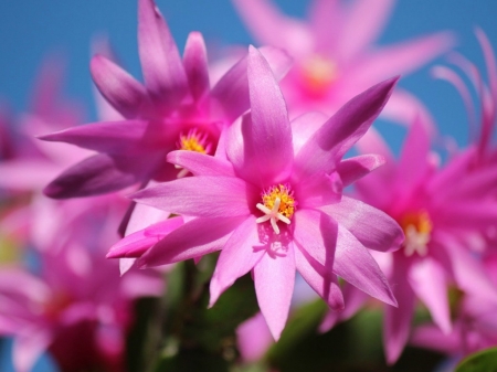 SUCCULENT FLOWERS - flowers, pink, succulent, pretty