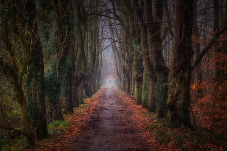 Forest - trees, nature, landscape, Forest, forest