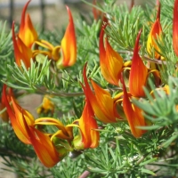 ORANGE FLOWERS