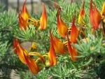 ORANGE FLOWERS