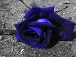 BLUE ROSE