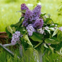  LILACS IN CAN