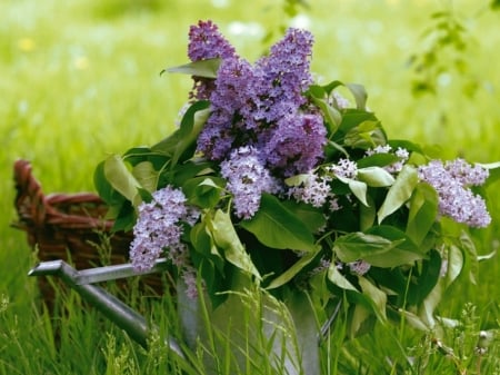  LILACS IN CAN - flowers, image, basket, lilacs