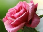 WATER ON ROSE