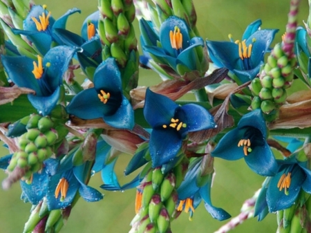 PRETTY BLUE FLOWERS - flowers, image, pretty, blue