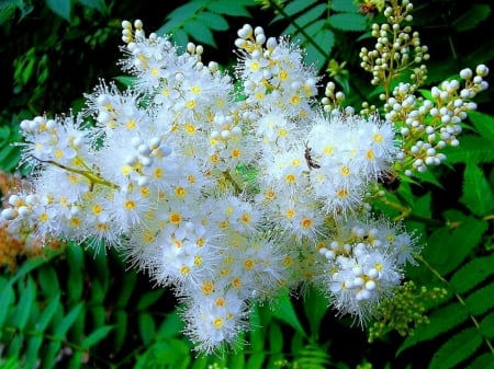 WHITE BLOSSOMS - white, blossoms, flower, pretty