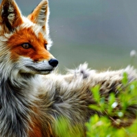 Fox