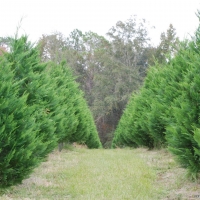 A Forest Of Christmas Trees