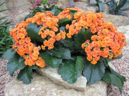 ORANGE KALANCHOE - kalanchoe, pretty, orange, image, flower