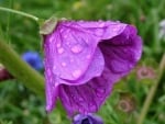 RAIN ON FLOWER