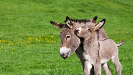 :) - baby, couple, animal, green, donkey, grass, cute