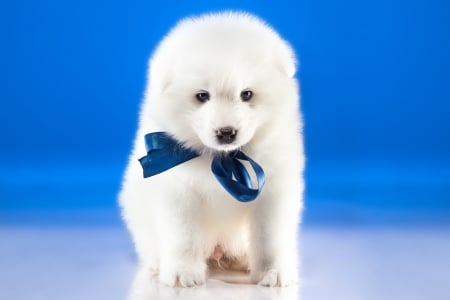 Puppy - white, bow, animal, caine, puppy, fluffy, blue, dog