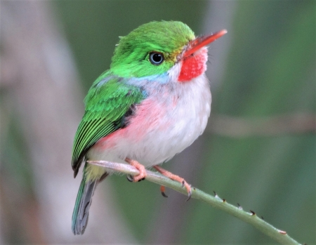 Cute bird - bird, red, green, cute, pasare, little