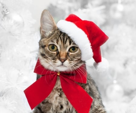 Christmas cat - hat, winter, cat, christmas, santa, pisica, white, animal, craciun, red, cute, bow