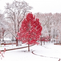 Red tree in winter