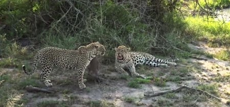 Leopards - cats, leopard, nature, couple