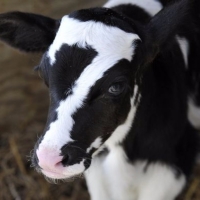 Baby Ben Calf With Lucky Seven