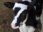 Baby Ben Calf With Lucky Seven