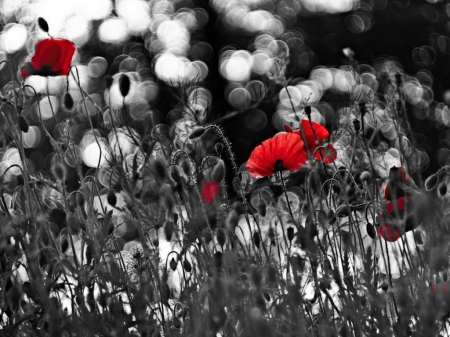 RED POPPIES BLACK FIELD - field, red, poppies, black