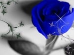 BLUE ROSE