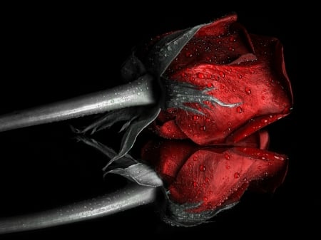 MIRRORED RED ROSE - image, mirrored, rose, red