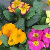 PRETTY PRIMULAS