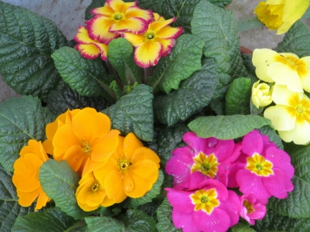 PRETTY PRIMULAS - flowers, image, primula, pretty