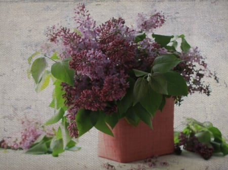 PRETTY LILACS - flowers, image, pretty, lilacs