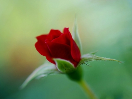 BEAUTIFUL RED ROSE - IMAGE, BEAUTIFUL, ROSE, RED