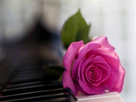 PINK ROSE - image, flower, pink, rose