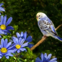 CUTE BUDGIE