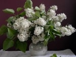 WHITE LILACS