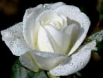 WHITE ROSE