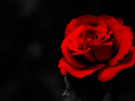 RED ROSE - IMAGE, ROSE, FLOWER, RED