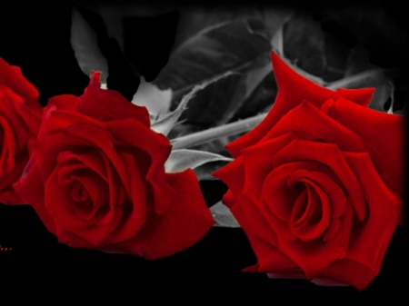 RED ROSES - flowers, three, red, roses