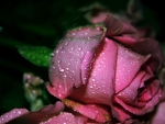 WATER ON ROSES