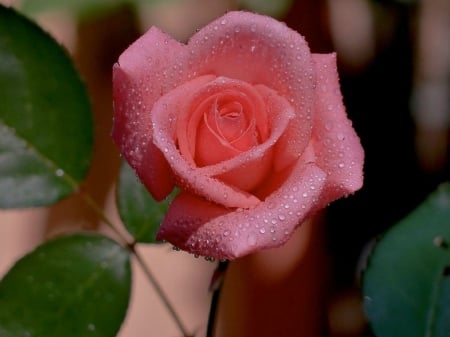 PINK ROSE - pretty, rose, flower, pink