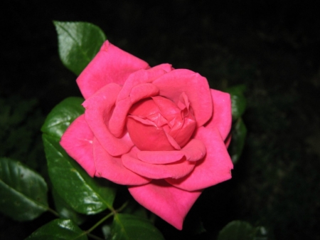 PRETTY PINK ROSE - pretty, rose, flower, pink