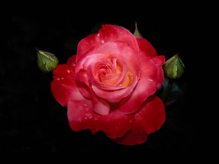 LOVELY ROSE - image, lovely, rose, flower