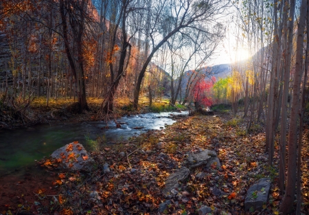 Forest - river, trees, water, nature, Forest, stream, leaves