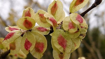 pink eye - flower, yellow, nature, pink