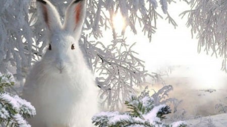 winter joy - animal, winter, rabbit, snow