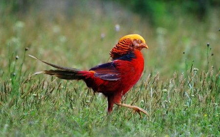 Golden Pheasant - wings, red, pheasant, golden, yellow, male, colorful, grass